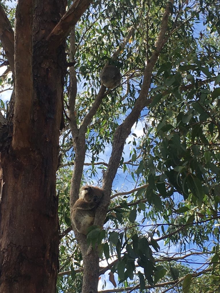 2匹のコアラ